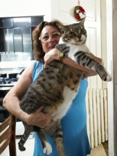 o maior gato do brasil